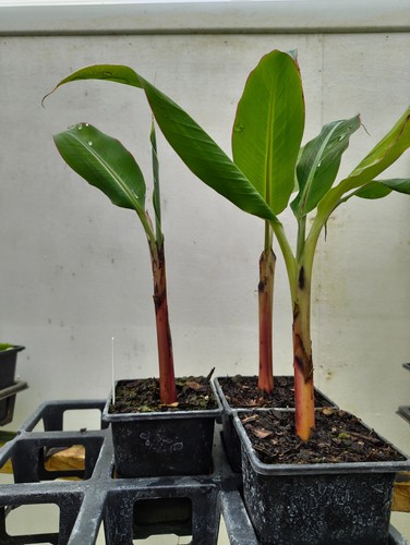 Musa cheesmanii cm - -,