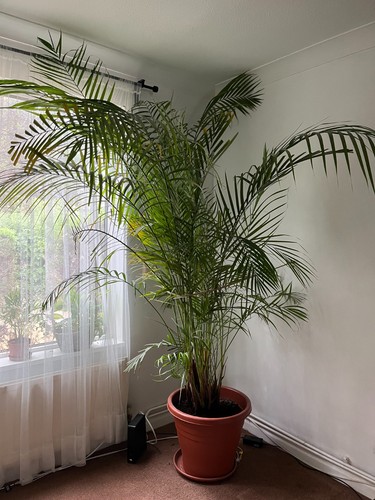Huge areca palm - 2.5m, /
