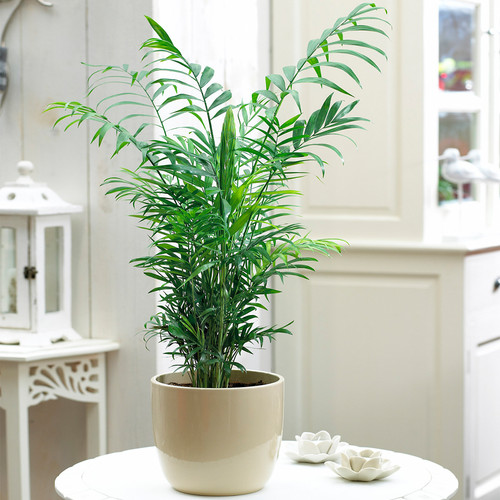 Chamaedorea elegans palm - elegans,