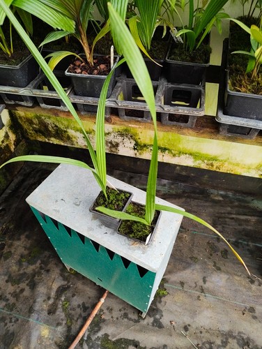 Phoenix sylvestris cm - -, pot