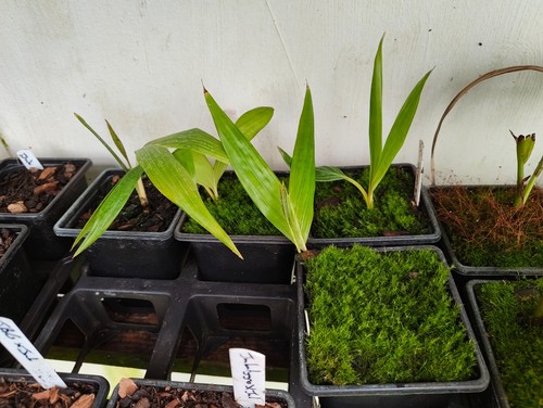 Chambeyronia macrocarpa 9 cm - -,