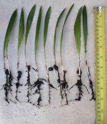 10x palm tree - 10x,