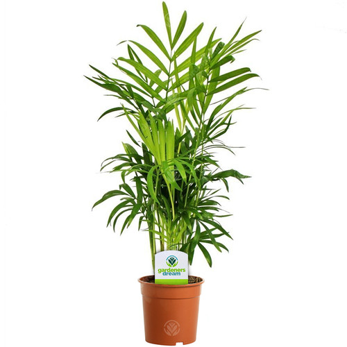 Chamaedorea elegans 1 plant - elegans,