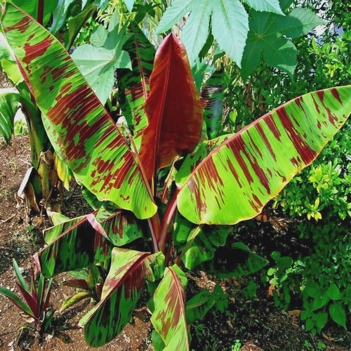 Banana hardy rustic - 🍌hardy,