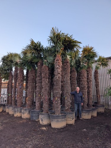 1x15ft inc pot trachycarpus - inc,