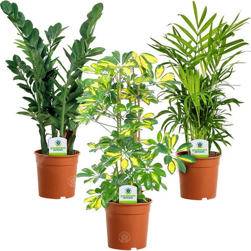 Indoor plant mix - -,