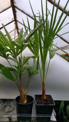 Plants trachycarpus 50cm - 2,