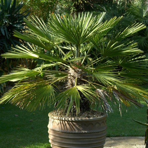 Chamaerops humilis european - humilis,