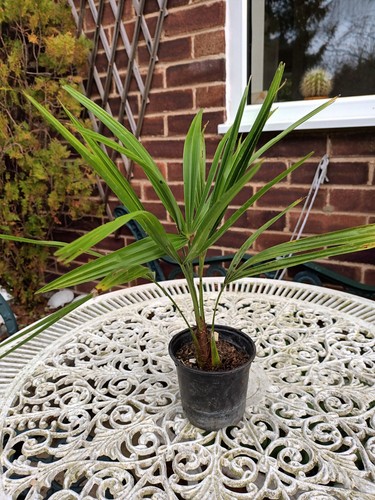 Trachycarpus fortunei chusan - fortunei, (chusan
