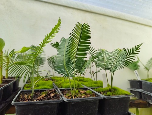 Dioon angustifolium cm - 9,