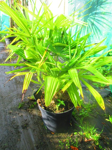 40inch inc pot hardy palm - 40inch,