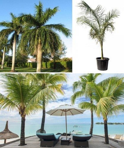 Roystonea regia royal - regia,