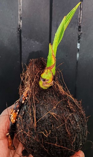 Asian coconut palm - coconut, tree