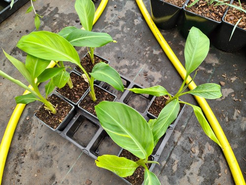 Musa helen hybrid 9 - 9, cm