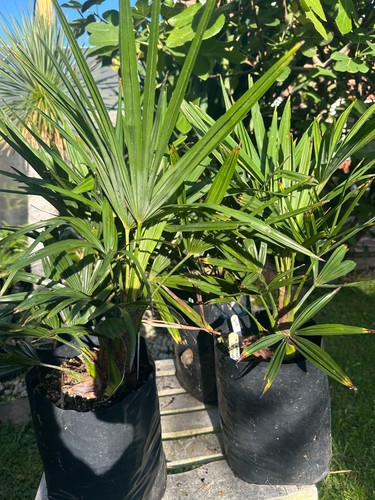 Rare hybrid trachycarpus - rare,