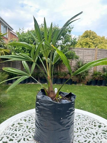 Trachycarpus fortunei bulgaria - trachycarpus,