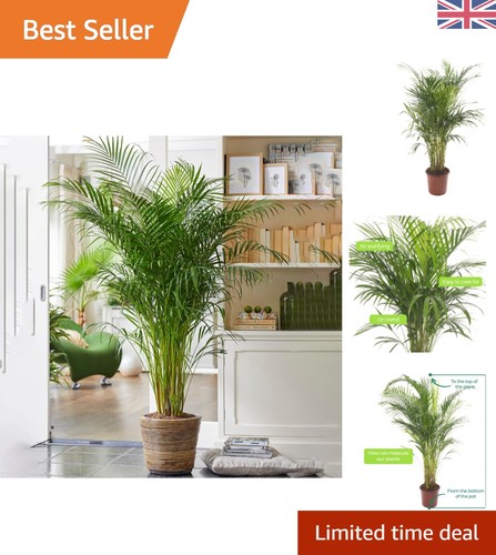 Elegant areca palm tree - palm,