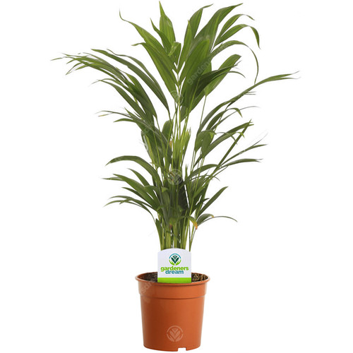 Areca palm lutescens - palm, plant