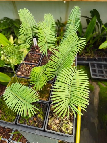 Dioon angustifolium cm pot - dioon, 7