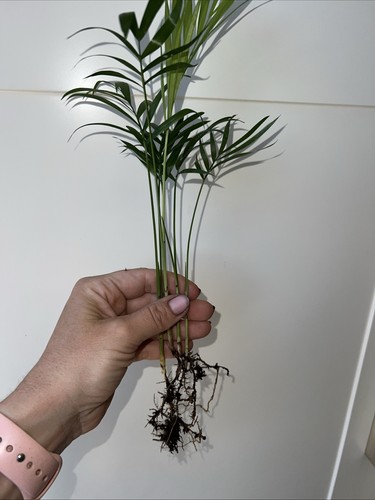 Parlour palm plant well - parlour,