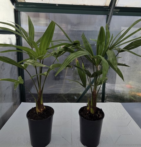 Plants trachycarpus fortunei - plants,