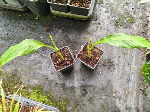 Musa aurantiaca cm pot - -, 9