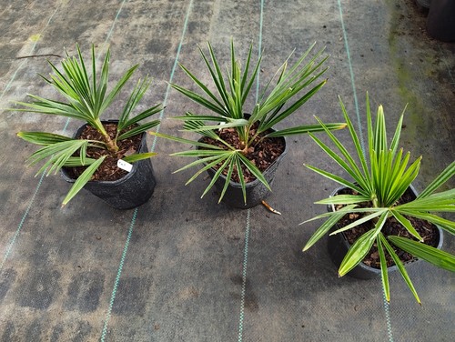 Trachycarpus fortunei t - trachycarpus, x
