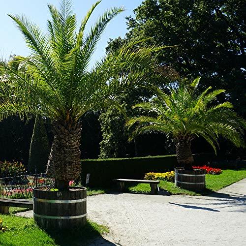 Suttons phoenix canariensis - suttons,