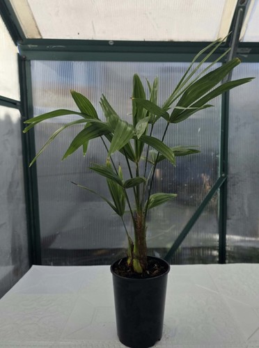 Trachycarpus fortunei hardy - fortunei,