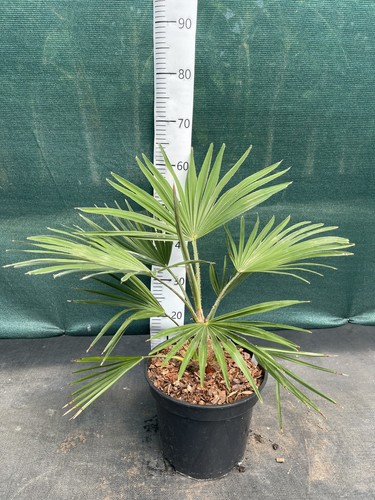 Trachycarpus var nainital - var., x