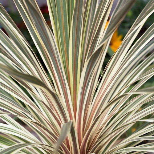Evergreen shrub cordyline - evergreen,