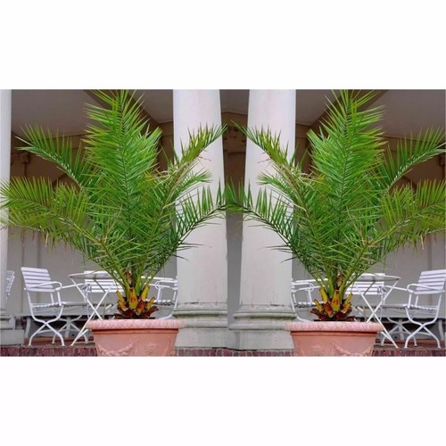 Phoenix canariensis canary - phoenix,
