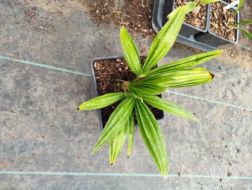 Trachycarpus fortunei naini - trachycarpus,