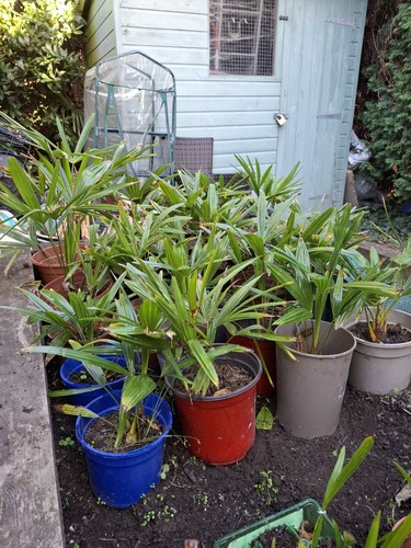 Trachycarpus fortunei palm - fortunei,