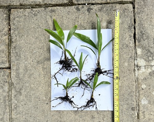 Trachycarpus fortunei uk - trachycarpus,
