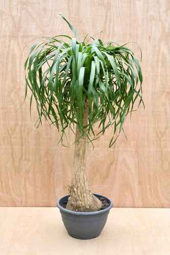 Pony tail palm house - house, plant