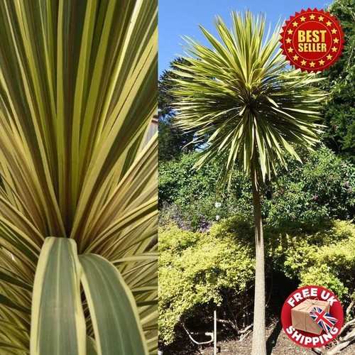 Hardy cordyline australis palm - australis,