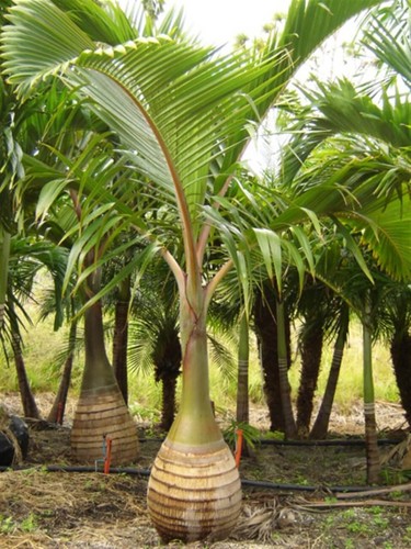 Rare bottle palm - rare,