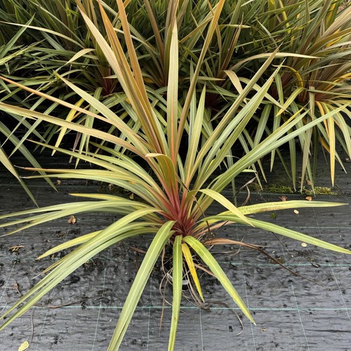 Cordyline australis red - australis, 'red