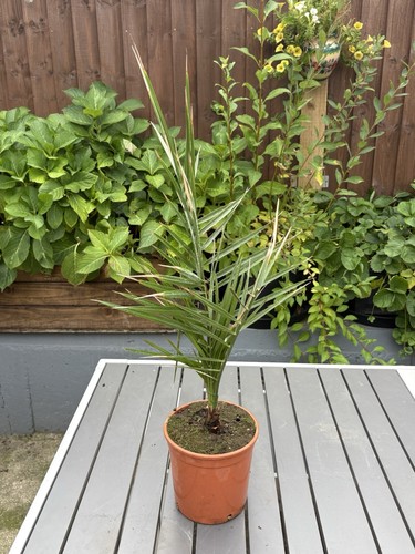 Phoenix canariensis palm tree - canariensis,
