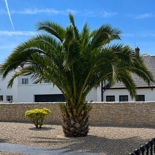 30cm date palm - 30cm, phoenix