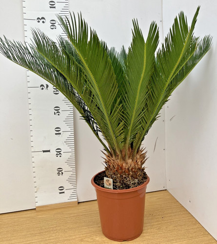 Cycas revoluta sago - cycas, palm
