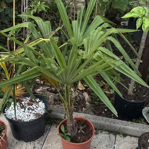 Palm tree trachycarpus - trachycarpus, potted