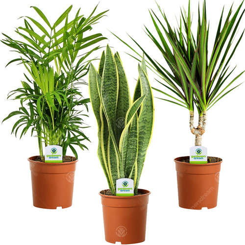 Indoor plant mix - plant,