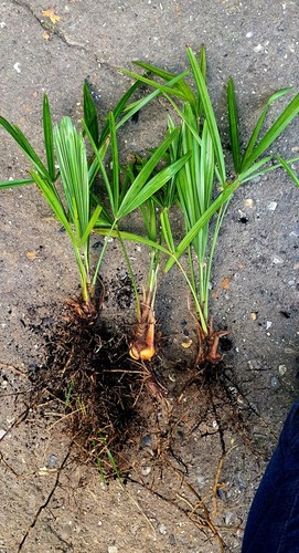Windmill palm plants - x,