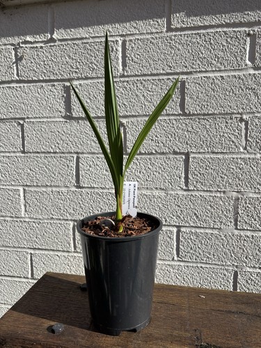 Jubaea chilensis litre pot - 1,