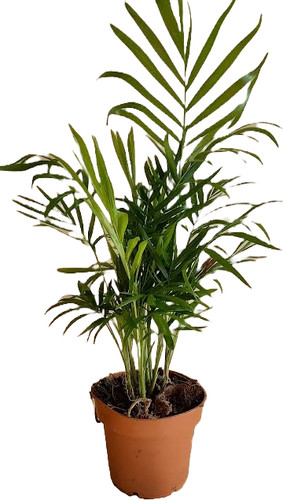 Chamaedorea elegans parlor - elegans,