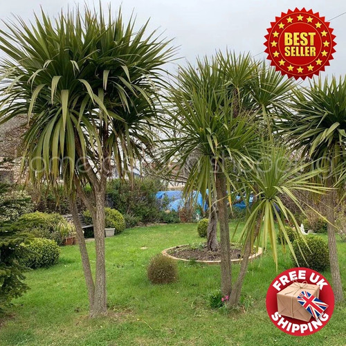 Semi hardy cordyline - semi, australis
