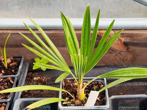 Trachycarpus fortunei t - trachycarpus, x