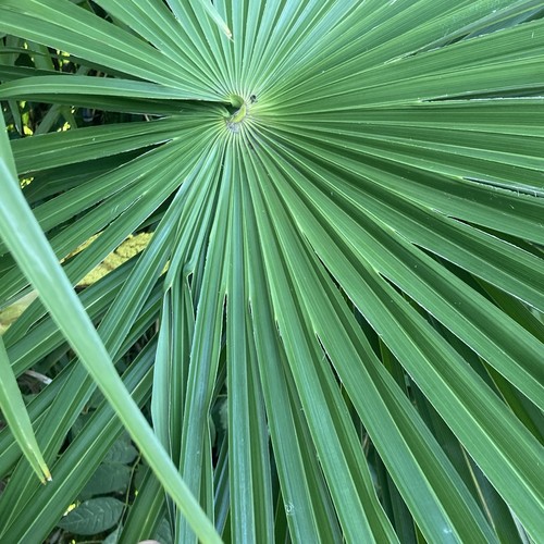 Trachycarpus winsan 360 - trachycarpus,